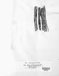 Diaporthe orthoceras image